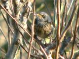 Fieldfare