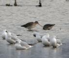 Black-tailed Godwit