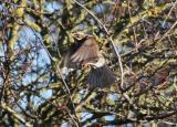Redwing