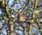 Redwing