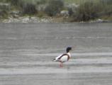 Shelduck