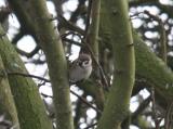 Tree Sparrow
