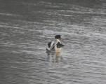 Goosander