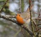 Robin