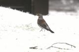 Fieldfare