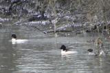 Goosander