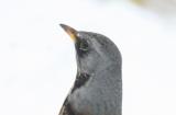 Fieldfare