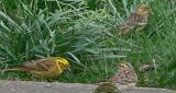Yellowhammer