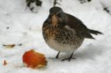 Fieldfare