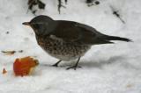 Fieldfare