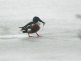 Shoveler