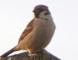 Tree Sparrow