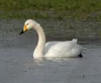 Whooper Swan