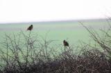 Corn Bunting