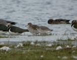 Red Knot