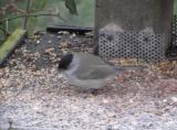 Blackcap