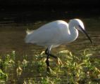 Little Egret