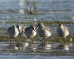 Red Knot