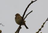 Corn Bunting