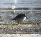 Red Knot