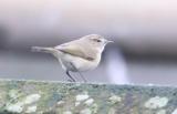 Chiffchaff