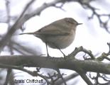 Chiffchaff