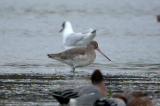 Black-tailed Godwit