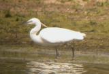 Little Egret