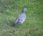 Stock Dove