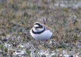Little Plover