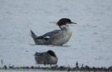 Goosander