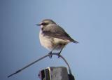 Wheatear