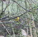 Yellowhammer