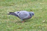 Stock Dove