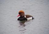Red-crested Pochard