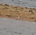 Little Plover