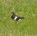 Oystercatcher