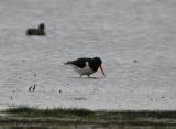 Oystercatcher