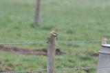 Wheatear