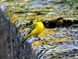 Yellow Wagtail