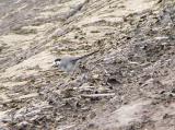 White / Pied Wagtail