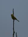 Yellow Wagtail