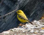 Yellow Wagtail