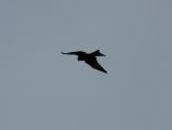 Red Kite