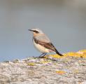 Wheatear