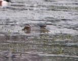 Garganey
