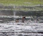 Garganey