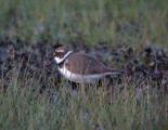 Little Plover