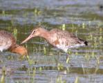 Black-tailed Godwit