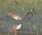 Black-tailed Godwit